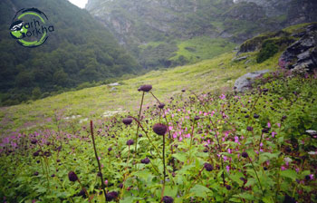 Flowers in full bloom along the descent from valley of flowers trek.